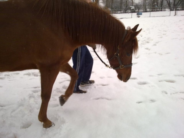  Descubriendo la nieve a caballo 